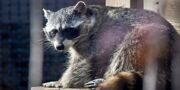 Московский зоопарк и проект «Активный гражданин» приглашают проверить свои познания о енотах