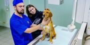 Юные москвичи выберут имена для двух щенков из городского приюта