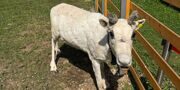 Самка северного оленя Звезда приехала из Мурманской области на «Городскую ферму»