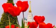 Нарциссы зацвели в «Лосином острове»