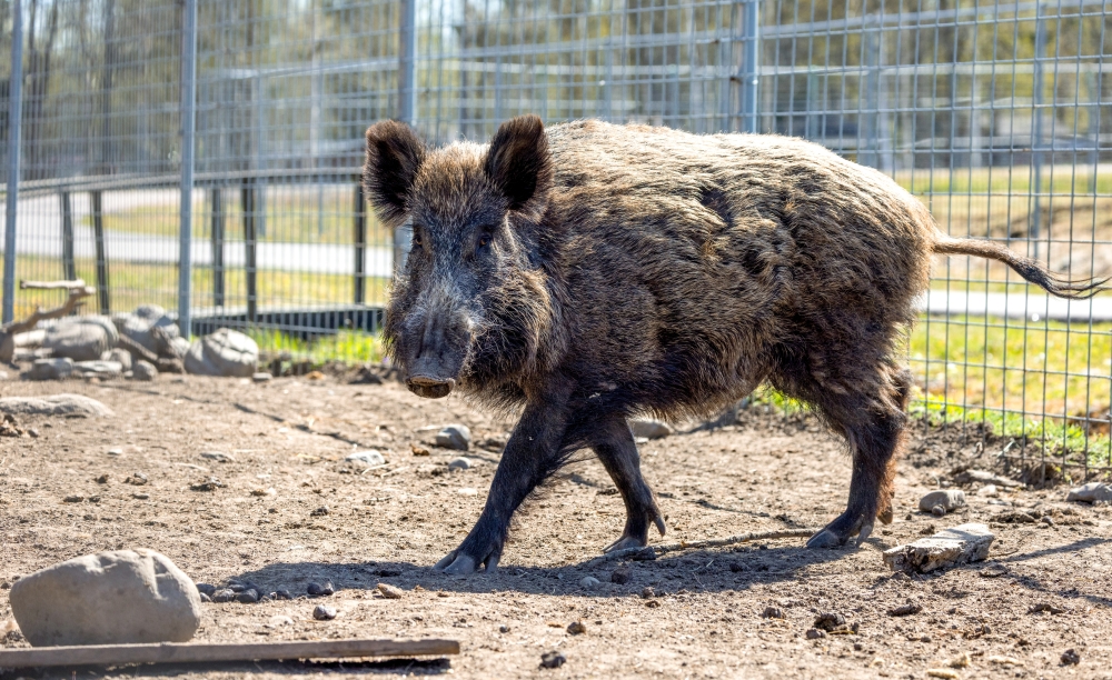 Кабаны Фрося и Степан успешно набирают вес к зиме в «Лосином острове»